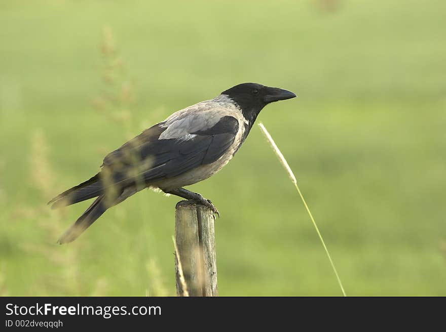 Crow standing on the pole.