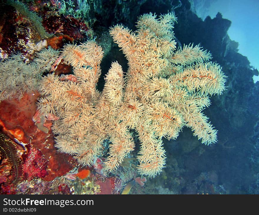 Soft Coral