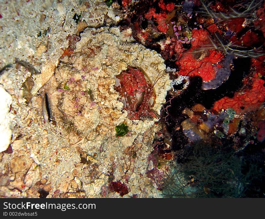 Giant mantis shrimp hiding in a hole