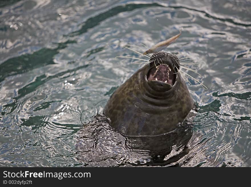 Harp Seal