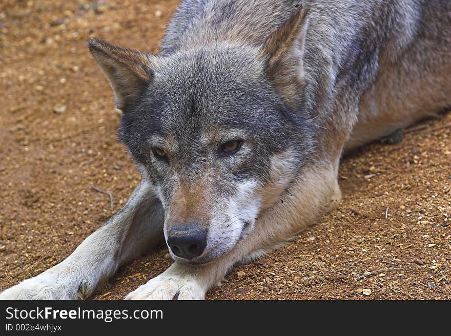 Wolf At Rest