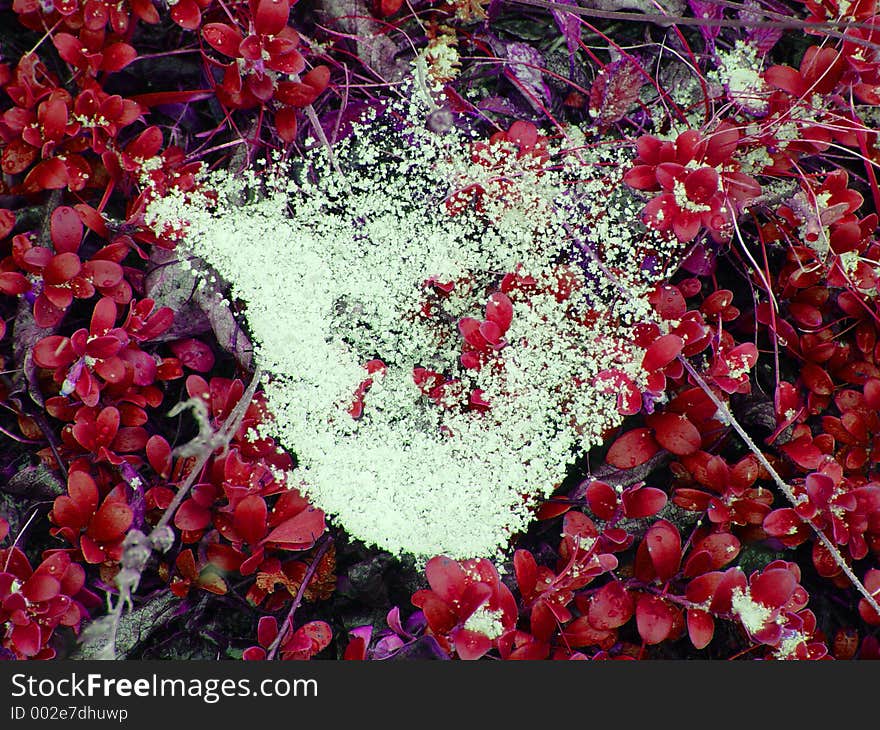 Snow and ice particles decorate the silken strands of a spider's web suspended among crimson leaves. Snow and ice particles decorate the silken strands of a spider's web suspended among crimson leaves