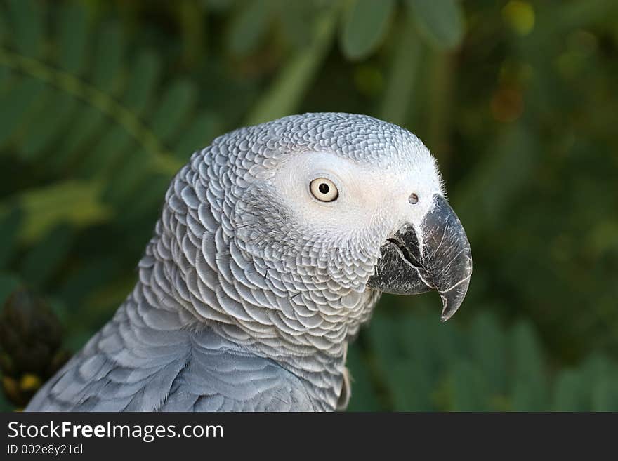 Profile headshot of african gray parrot. Profile headshot of african gray parrot