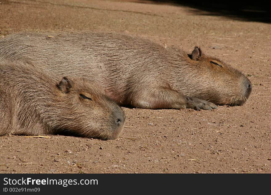 Two Capibarras sleeping in the sun