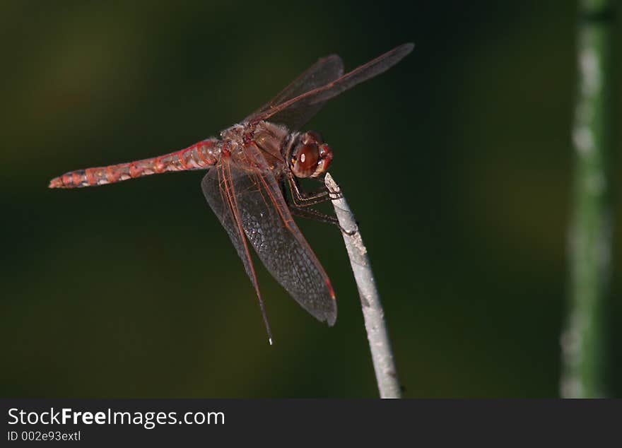 Red dragonfly perched on the tip of a reed