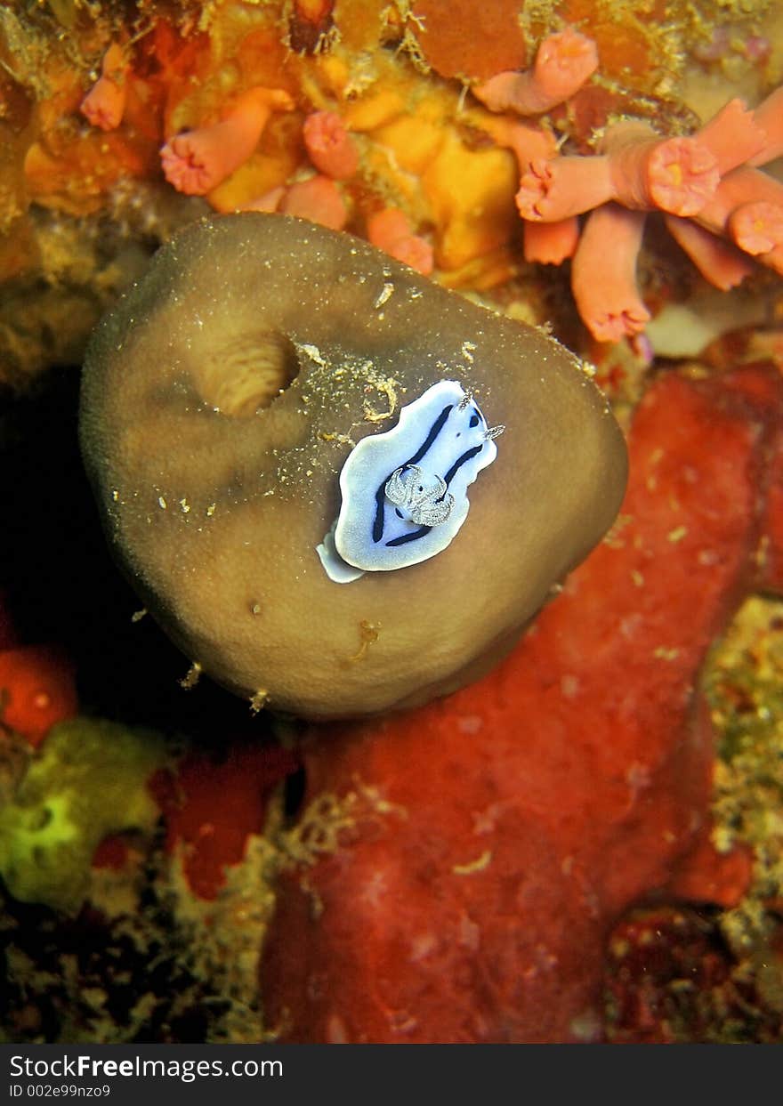 This nudibranch feeds on sponge coral. This nudibranch feeds on sponge coral