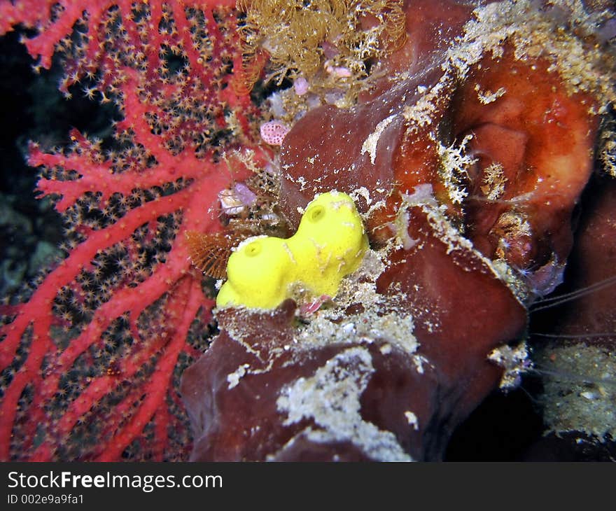 Colorful Corals