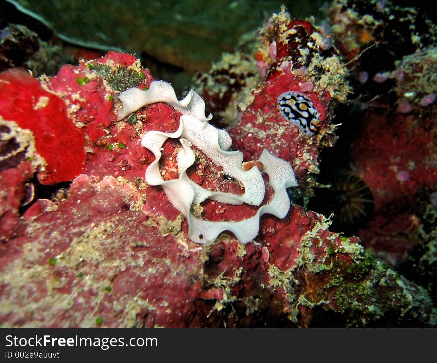 Nudibranch Eggs