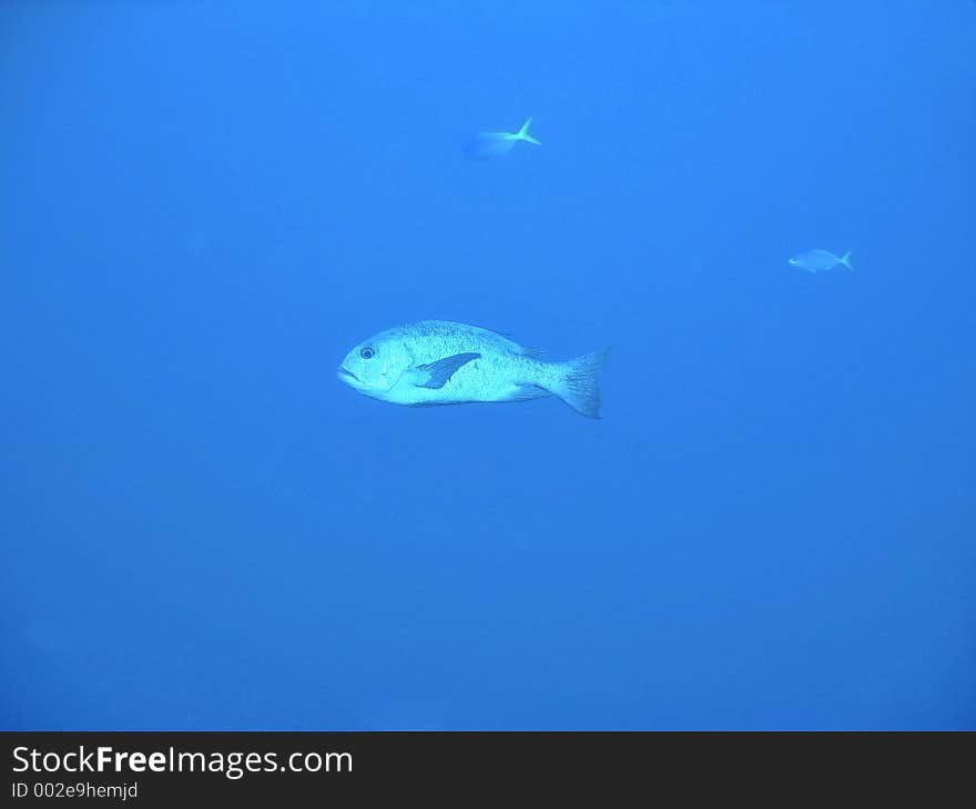 Black & White Snapper