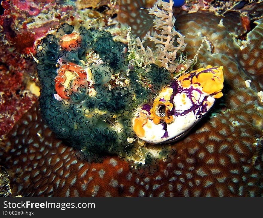 A colony of 2 species of ascidians. A colony of 2 species of ascidians