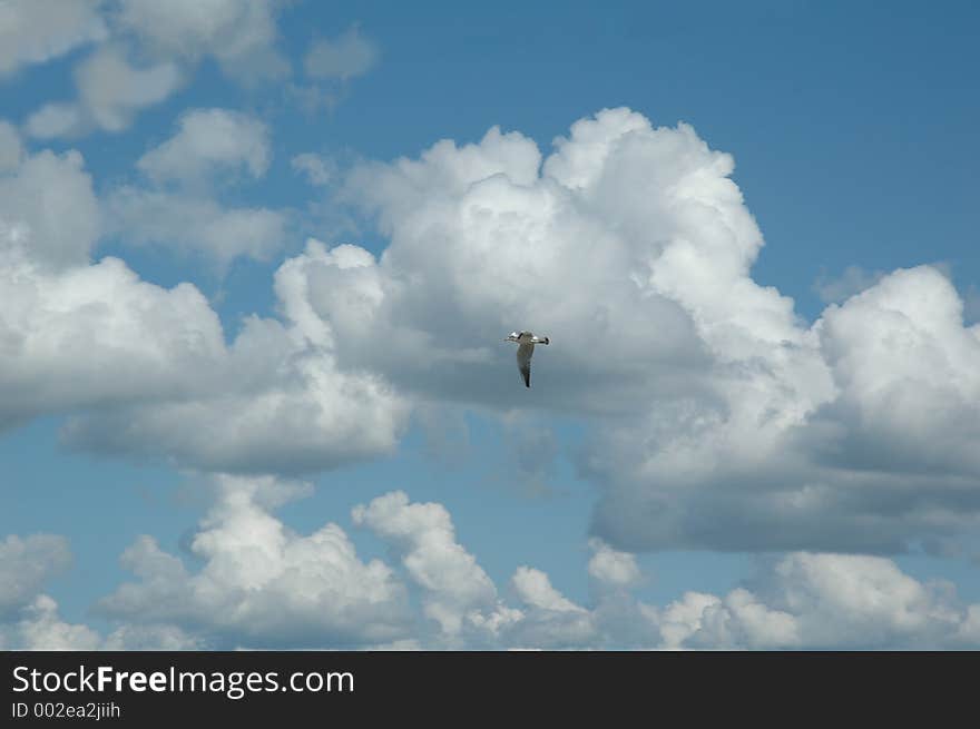 The Sea Gull In Clouds.