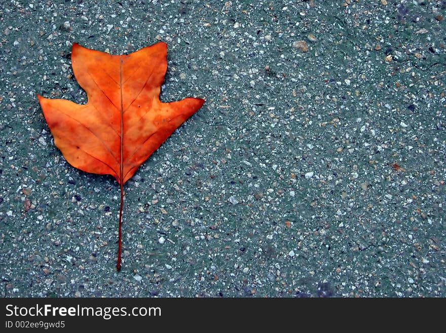 Orange leaf on concrete background - copy space