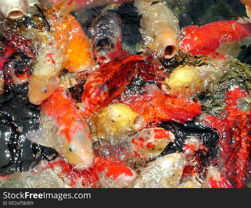 A scud of goldfish beeing fed in a pond. A scud of goldfish beeing fed in a pond.