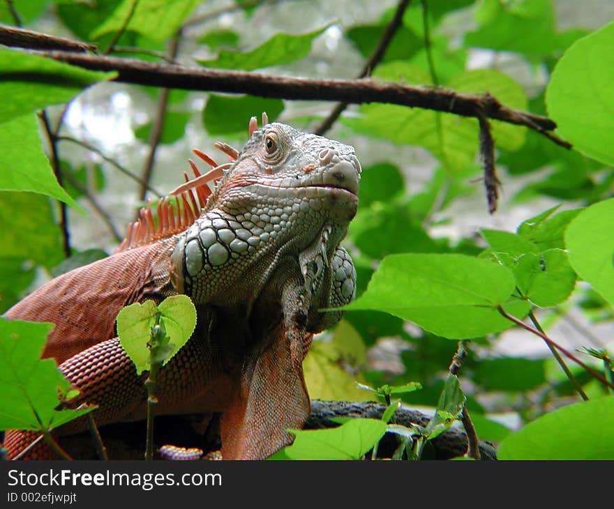 A green iguana amongst the leaves