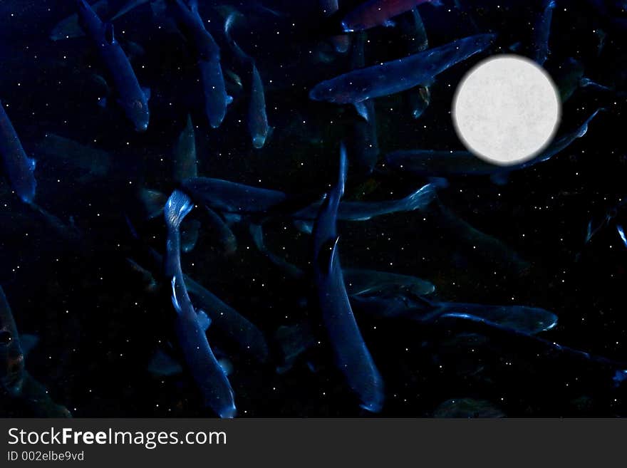 Rainbow trout'swimming' in the night sky with a full moon. Rainbow trout'swimming' in the night sky with a full moon.