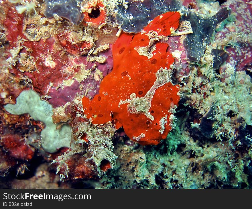 Red Frogfish