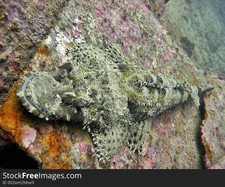 Crocodile Fish