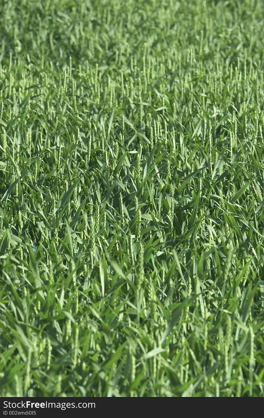 Wheat field