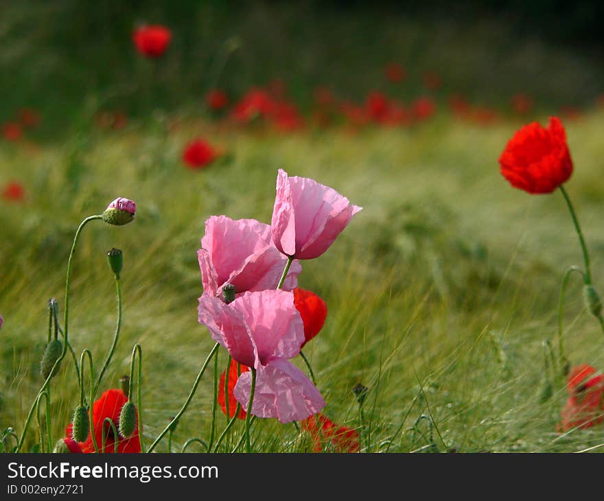 Pink poppies amongst red ones