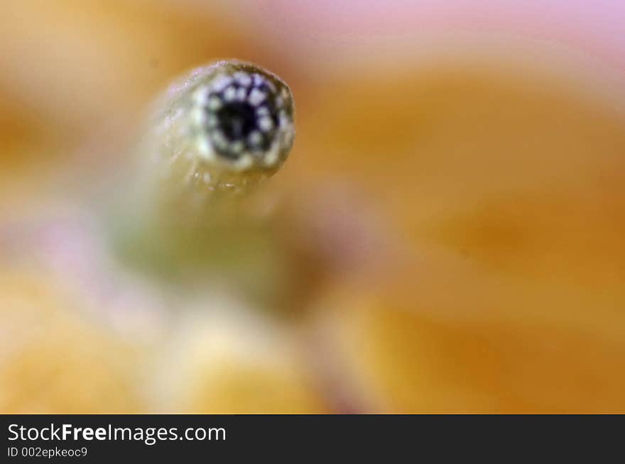 Close-up of the stalk of a melon. The blur was in my intention. Close-up of the stalk of a melon. The blur was in my intention