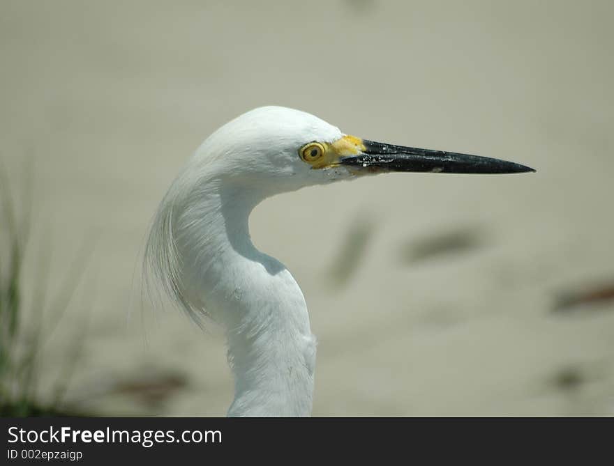 Photographed white egret at a local beach in Florida.