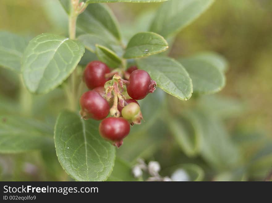 Close-up of red berries. Close-up of red berries