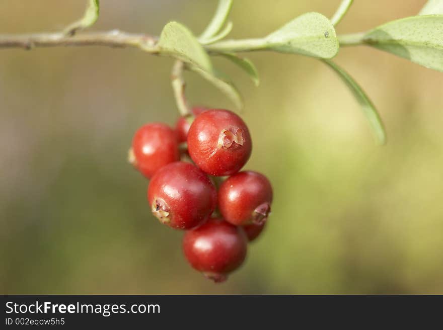 Close-up of red berries. Close-up of red berries