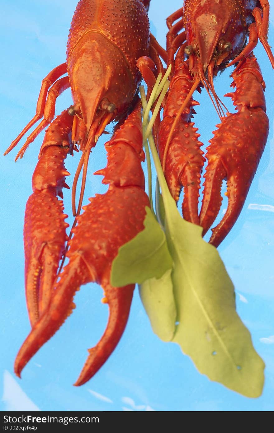 Craw-fish