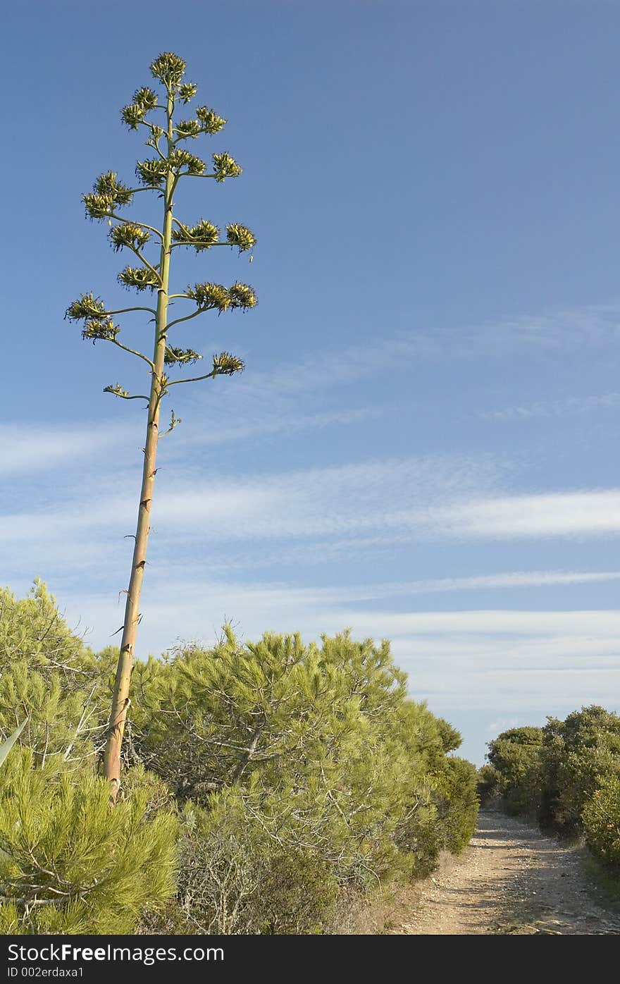 Agave, Sardinia, Italy. Agave, Sardinia, Italy