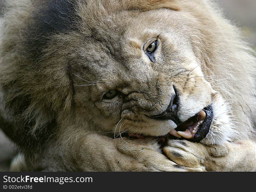 Lion Feeding