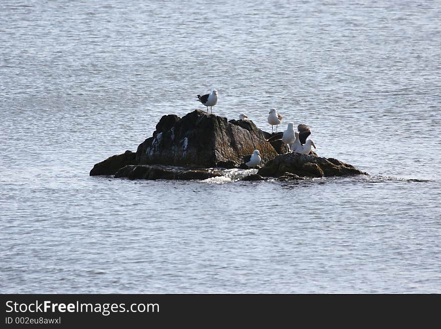 Gulls on rock off coast of Uruguay. Gulls on rock off coast of Uruguay