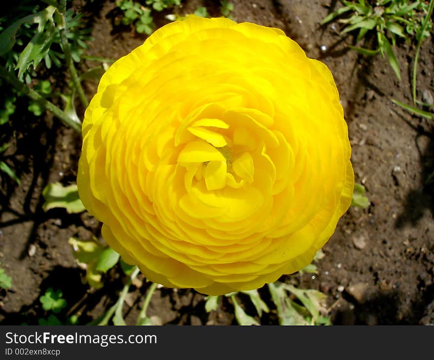 Yellow Ranunculus Flower