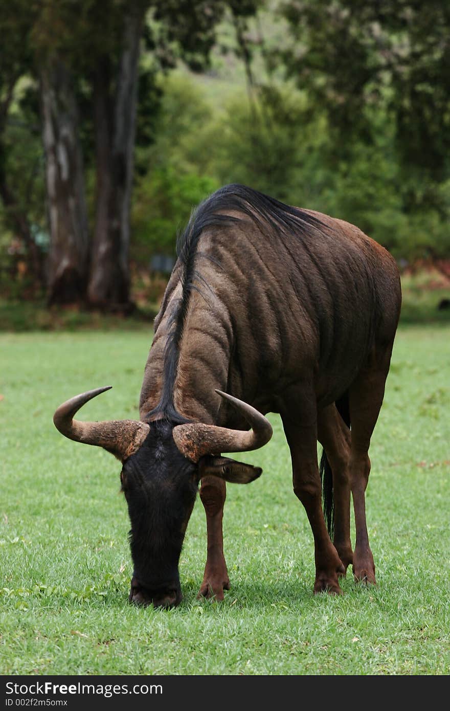 Wild Blue wildebees grazing