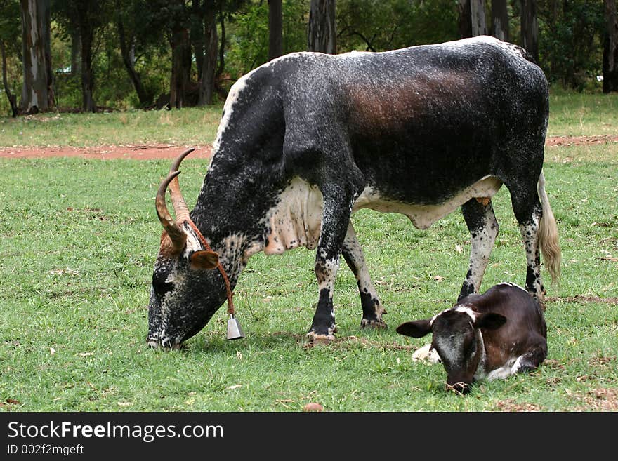 Cow grazing in the field