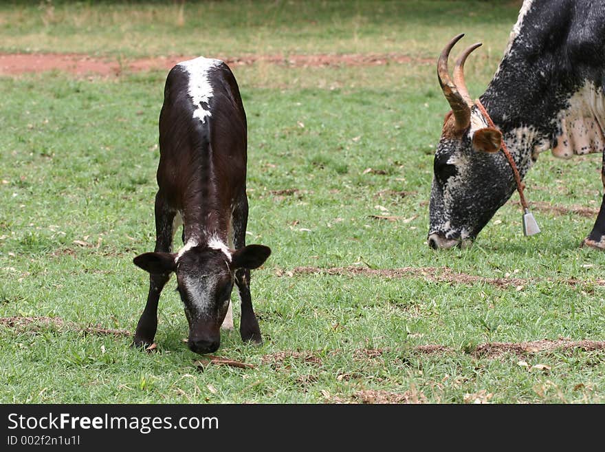 Cow grazing in the field