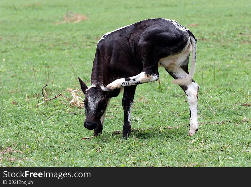 Calf grazing in the field. Calf grazing in the field