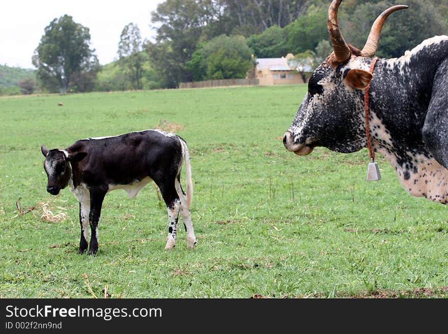 Cow grazing in the field