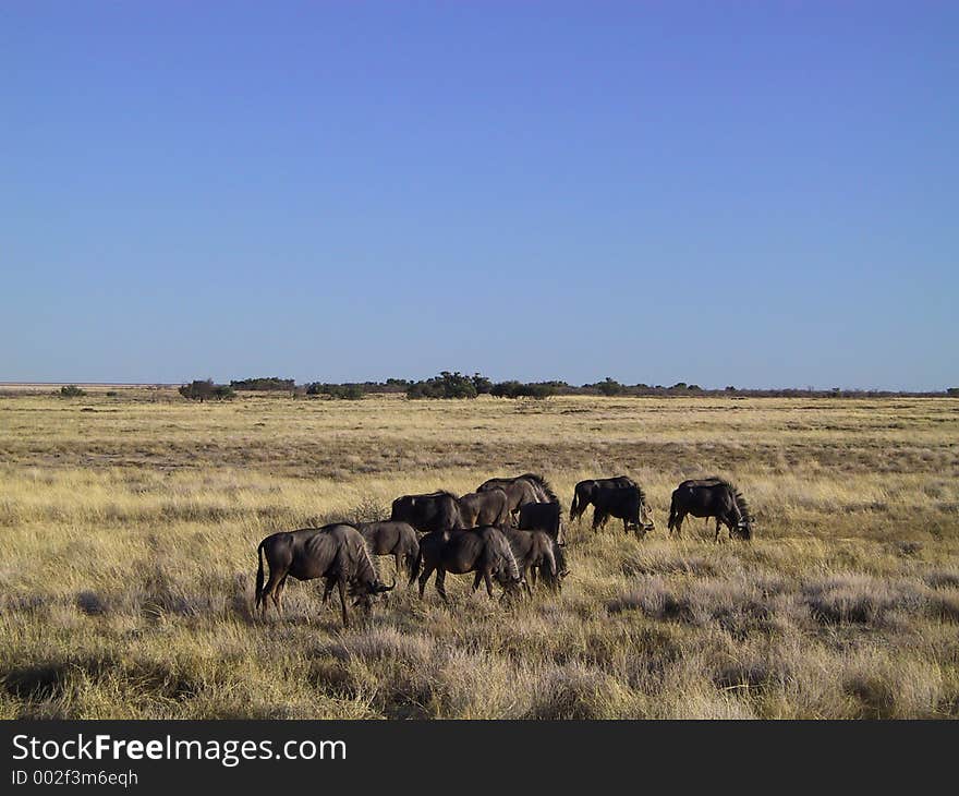 Gnus feeding in the savanna (Namibia). Gnus feeding in the savanna (Namibia)