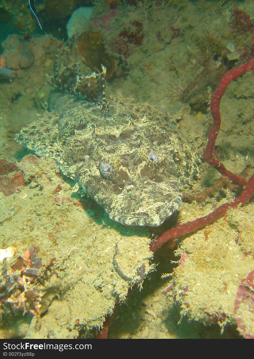 Crocodile fish taken in East Timor at Bobs Rock Dive Site East of Dili City. Crocodile fish taken in East Timor at Bobs Rock Dive Site East of Dili City.