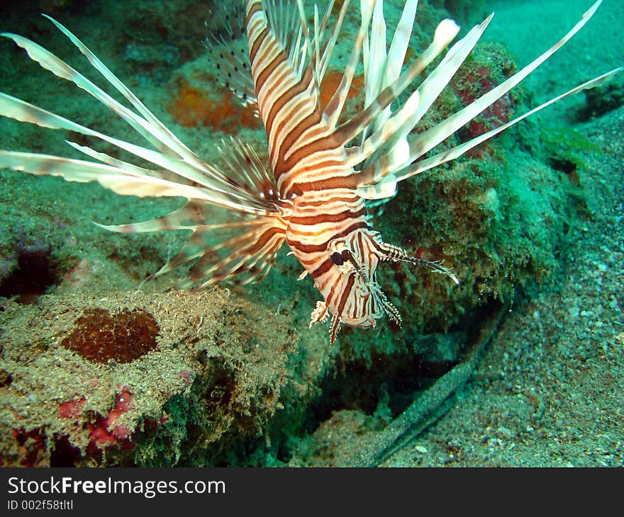 Another beautiful shot of a praying Lion fish... They Hang just off the bottom waiting lifeless for a meal to pass by.. then like lightning it strikes.