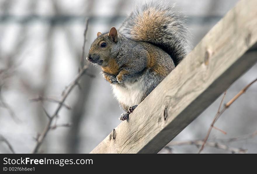 A squirrel getting ready to raid a bird feeder. A squirrel getting ready to raid a bird feeder