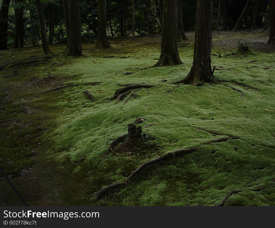 Miyazaki S Forest