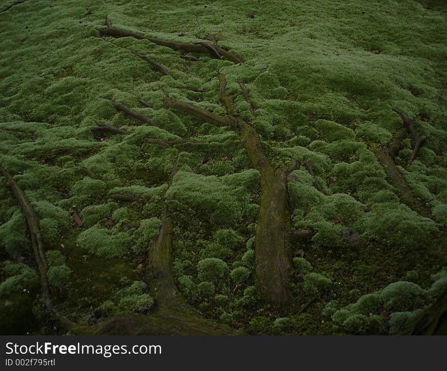 Roots over the ground