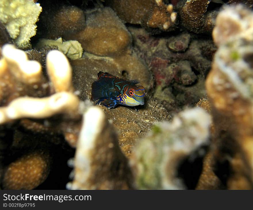 Cute little mandarin fish, shy and hiding in between the corals