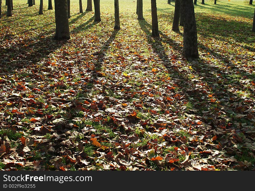 Shadows of autumn trees. Shadows of autumn trees