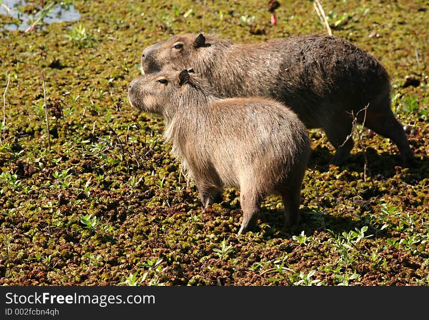 Pair of wild copybaras, Brazil. Pair of wild copybaras, Brazil