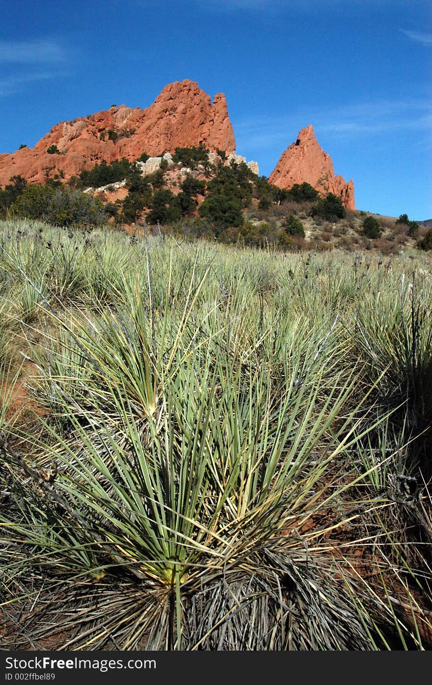 Catus and rock formation