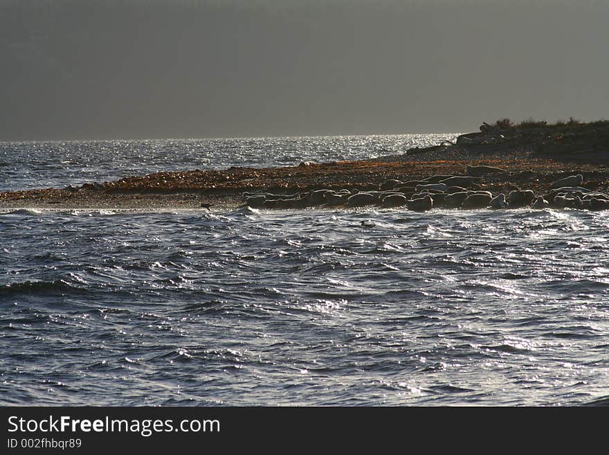 Seal Beach