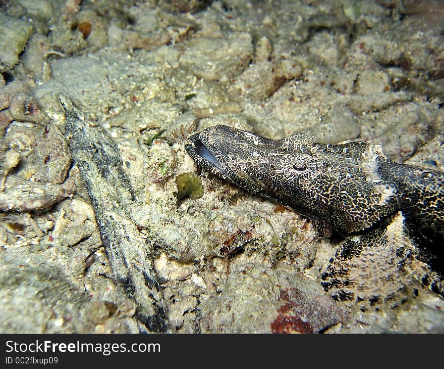 Juvenile Crocodile Fish