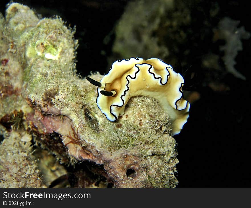 A nudibranch species. A nudibranch species